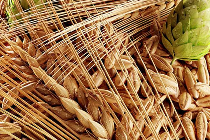 啤酒原料麦芽--豪鲁好博在线供应商